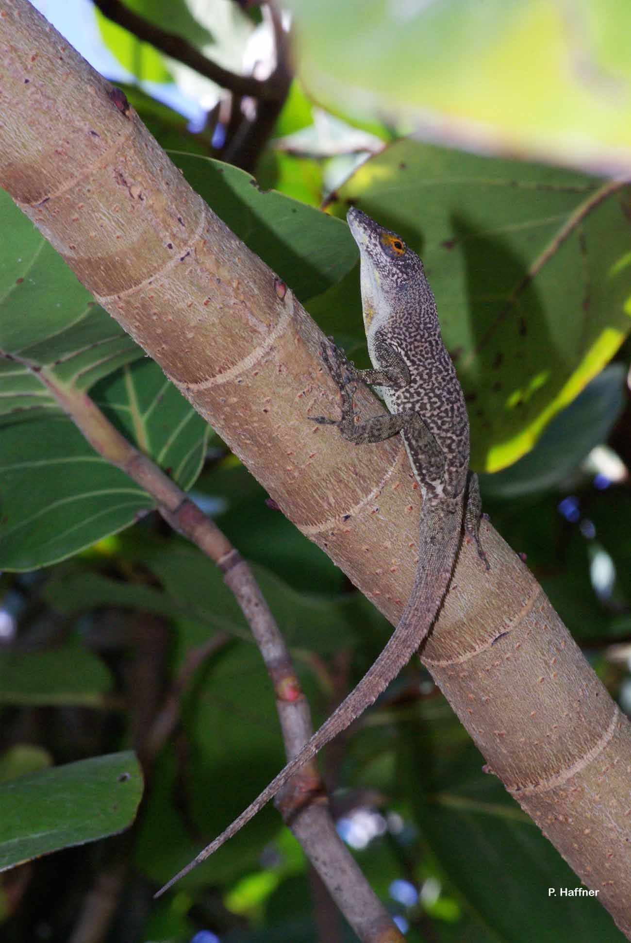 Image of <i>Anolis marmoratus desiradei</i> Lazell 1964