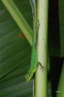 Image of Anolis marmoratus speciosus (Garman 1887)