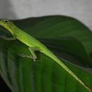 Sivun Anolis marmoratus speciosus (Garman 1887) kuva