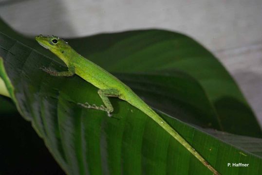 Image of Anolis marmoratus speciosus (Garman 1887)