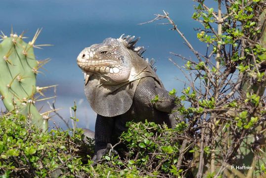 Image of West Indian Iguana