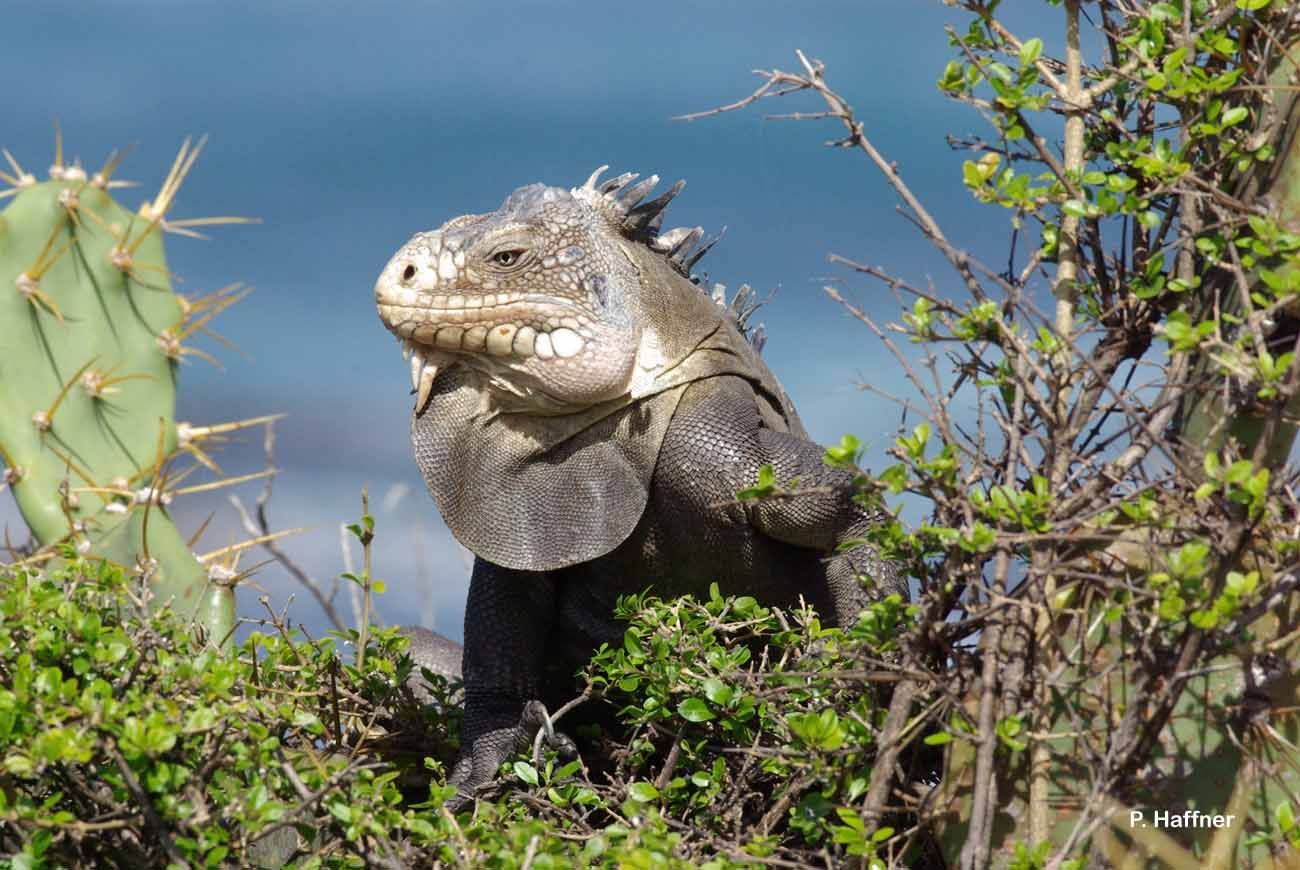 Imagem de Iguana delicatissima Laurenti 1768