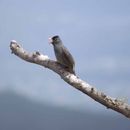 Image of Olivaceous Bulbul