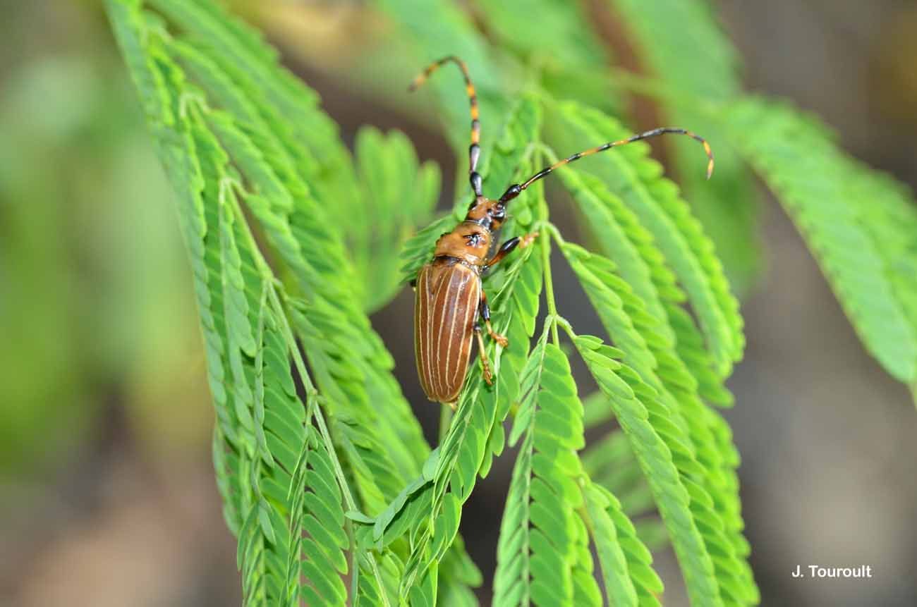 Trachyderes (Dendrobias) maxillosus (Dupont 1834) resmi