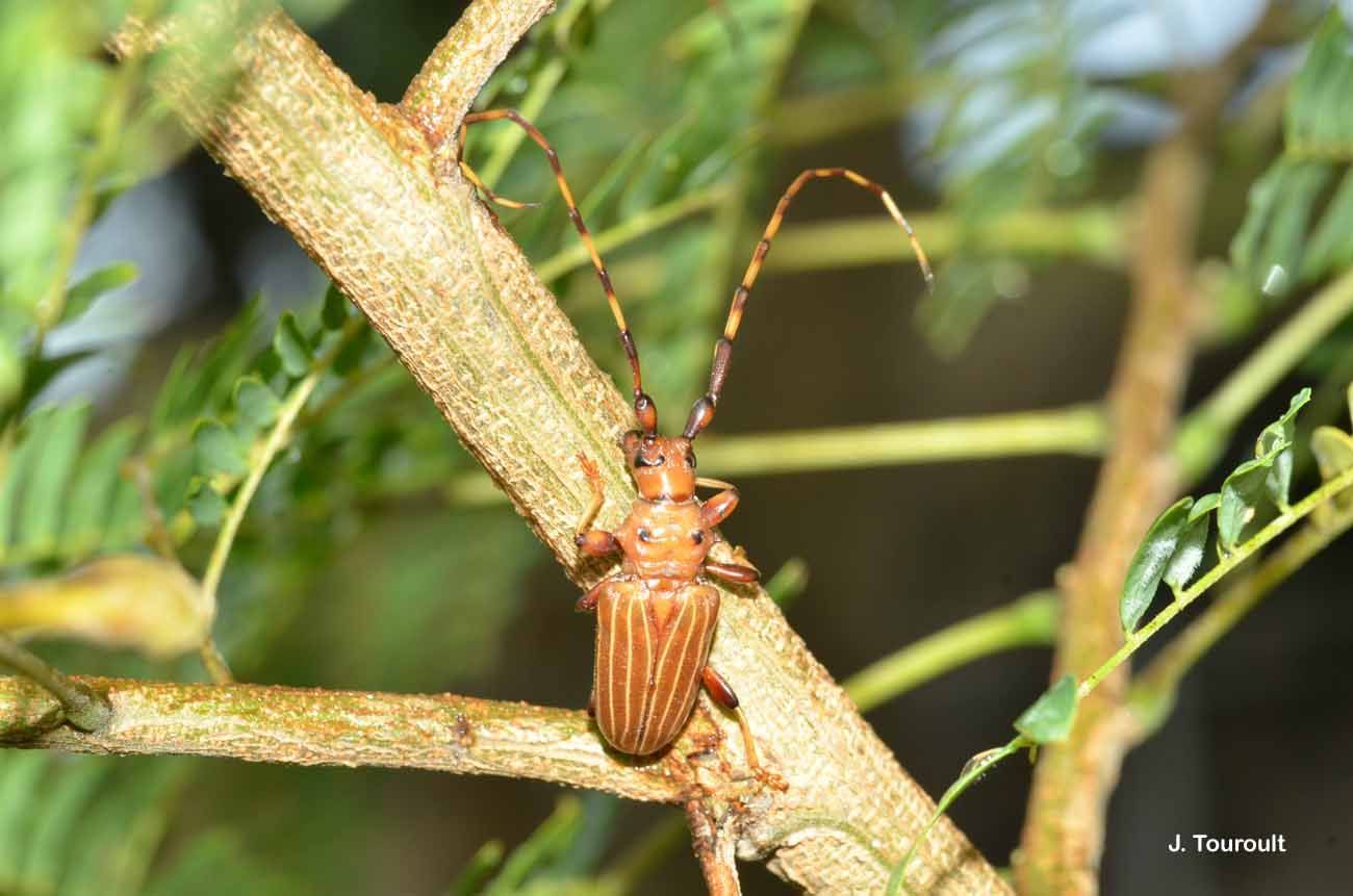 Trachyderes (Dendrobias) maxillosus (Dupont 1834) resmi