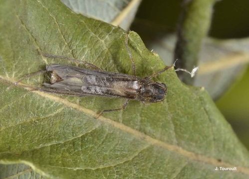 Methia necydalea (Fabricius 1798) resmi