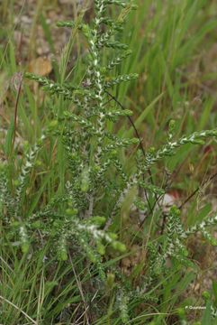 Image of Thymelaea hirsuta (L.) Endl.