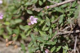 Image of Thymus herba-barona Loisel.