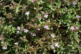 Sivun Thymus herba-barona Loisel. kuva