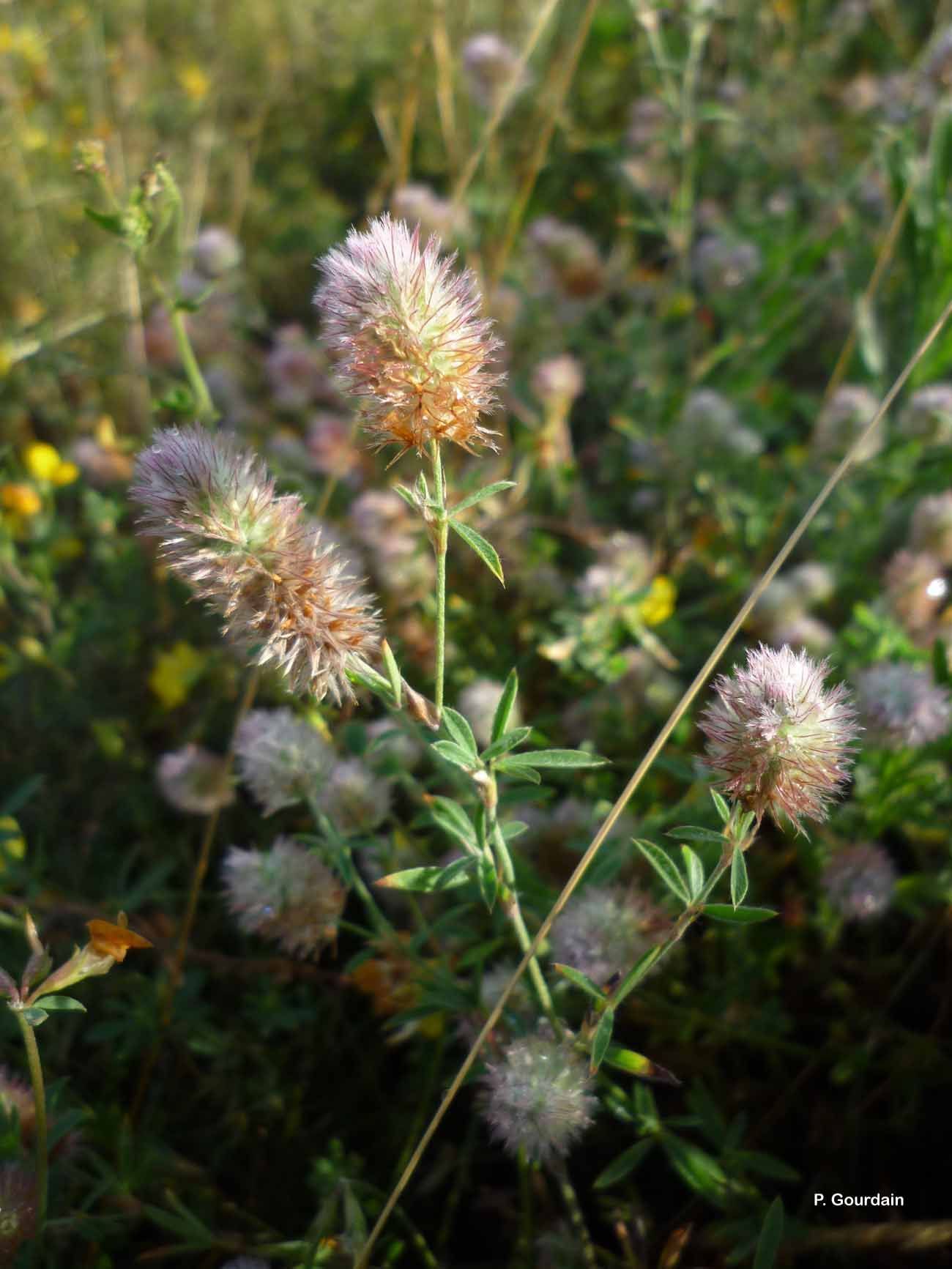 Imagem de Trifolium arvense L.