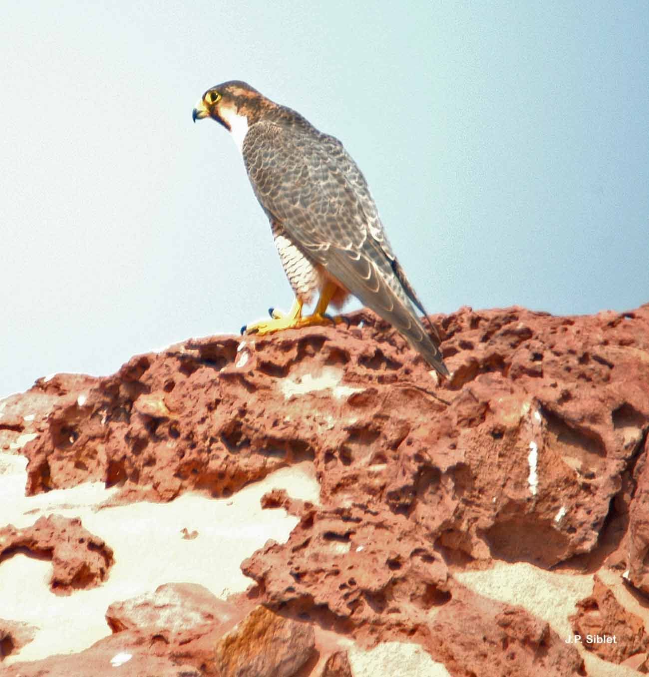 Image of <i>Falco pelegrinoides</i>