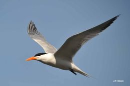 Image of Royal Tern