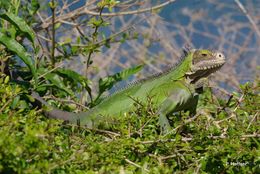 Imagem de Iguana delicatissima Laurenti 1768