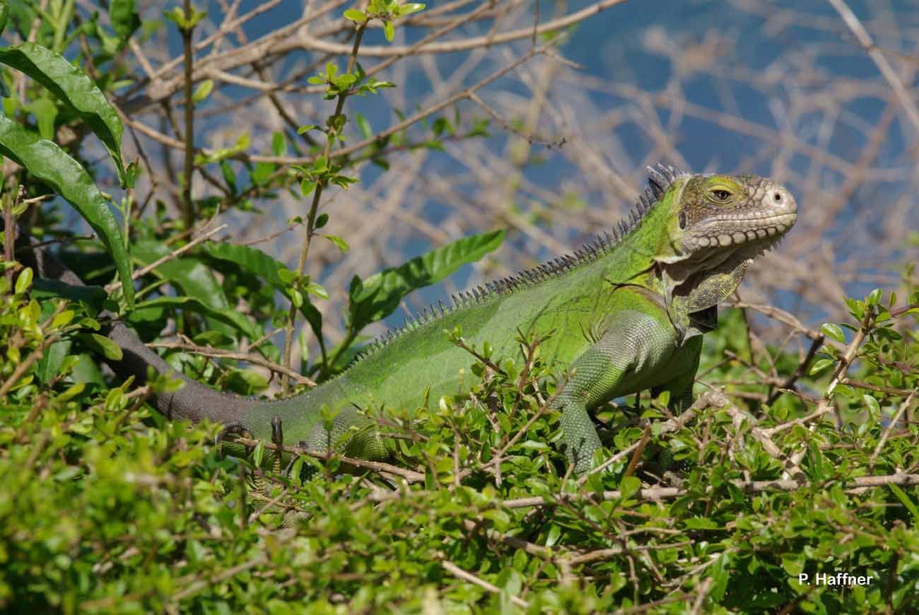 Image of West Indian Iguana