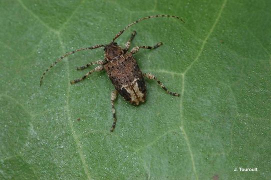 Styloleptus posticalis (Gahan 1895) resmi