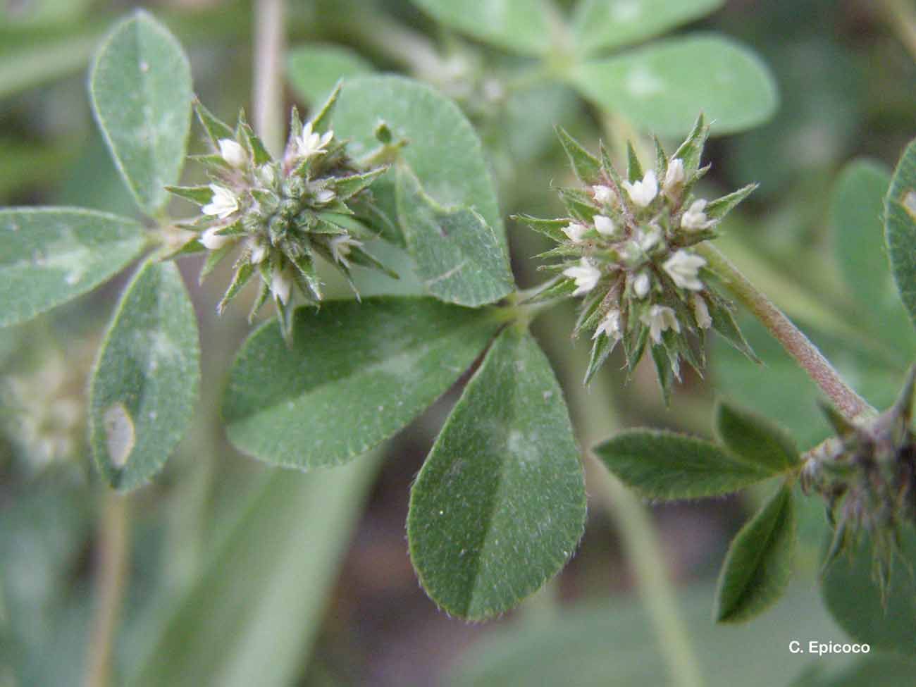 Image of clustered clover