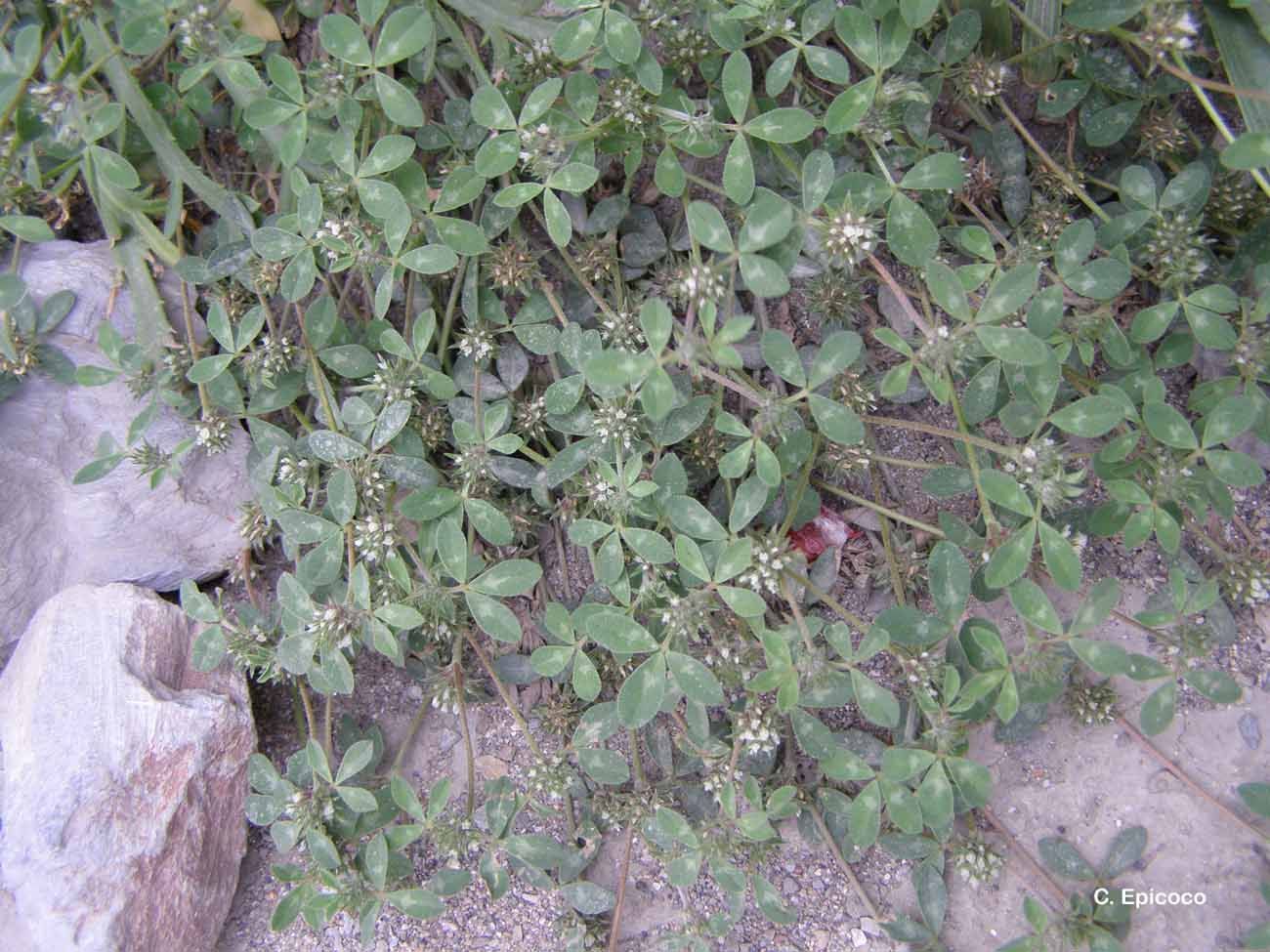 Image of clustered clover