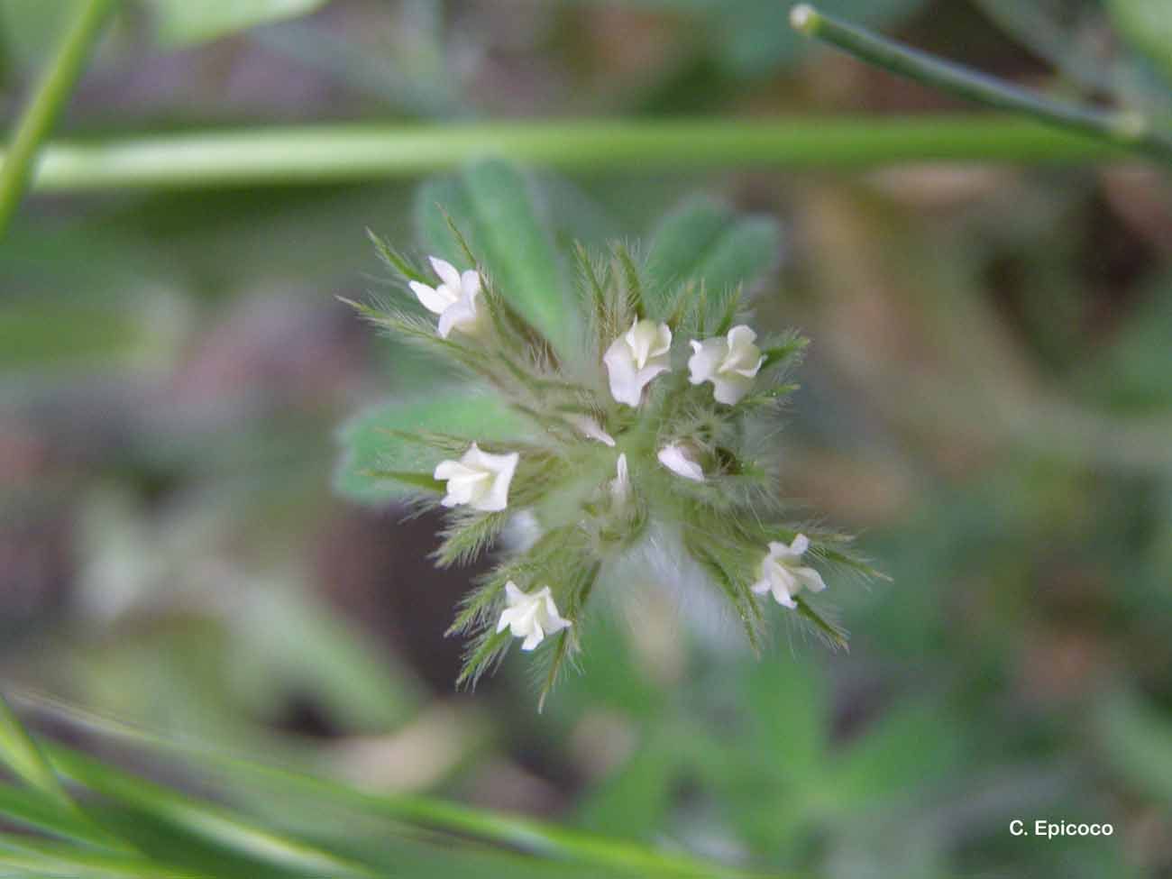 Image of star clover