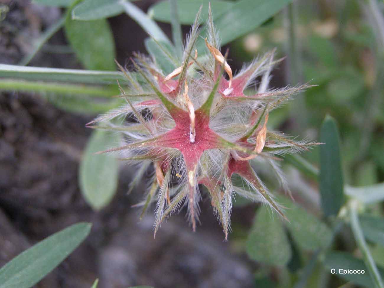 Image of star clover