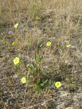 Tuberaria guttata (L.) Fourr. resmi