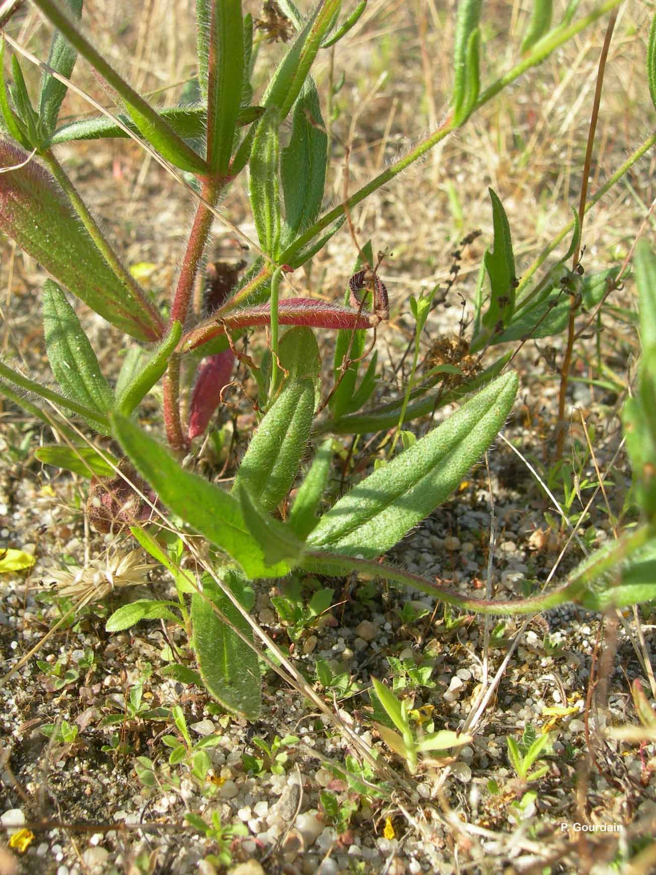 Tuberaria guttata (L.) Fourr. resmi