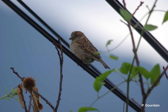 Image of Italian Sparrow