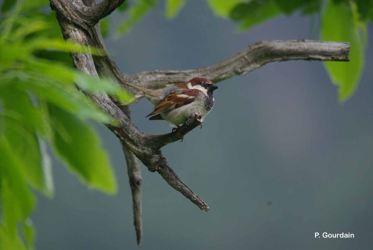 Image of Italian Sparrow