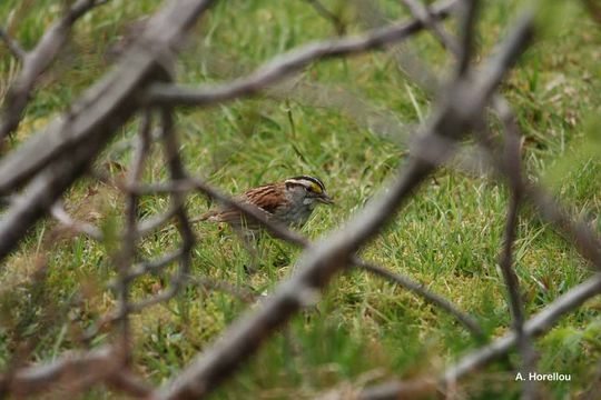 Image of White-throated Sparrow