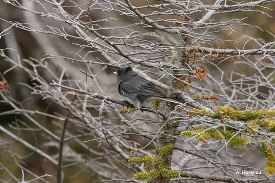 Image of Dark-eyed Junco