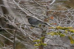 Image of Dark-eyed Junco