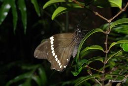 Image of Papillon La Pature