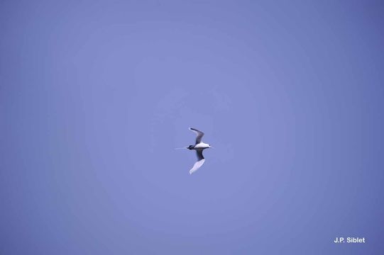 Image of White-tailed Tropicbird