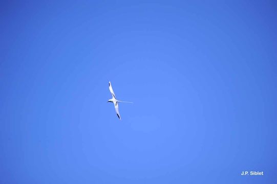 Image of White-tailed Tropicbird