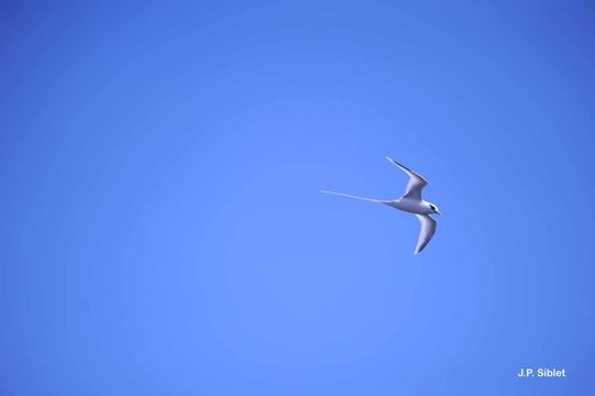 Image of White-tailed Tropicbird