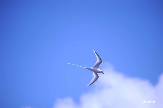 Image of White-tailed Tropicbird