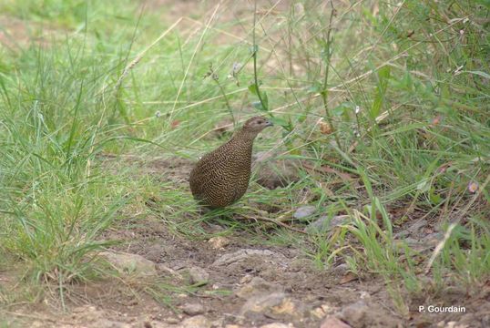 Coturnix coturnix africana Temminck & Schlegel 1848的圖片