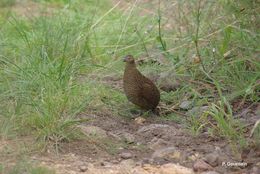 Image of Coturnix coturnix africana Temminck & Schlegel 1848