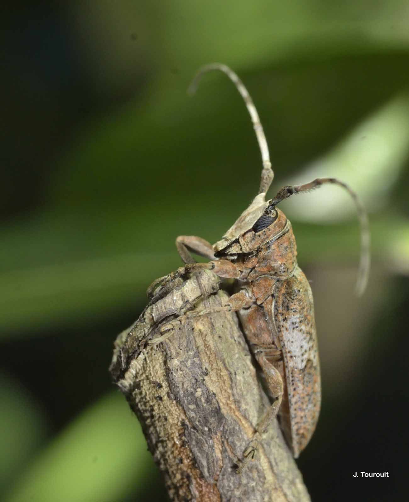 Image of Trestonia signifera Buquet 1859