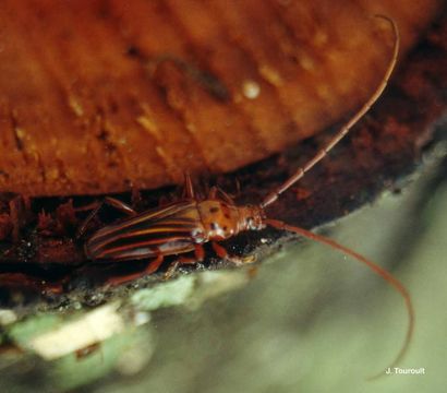 Imagem de Oxymerus aculeatus lebasii Dupont 1838