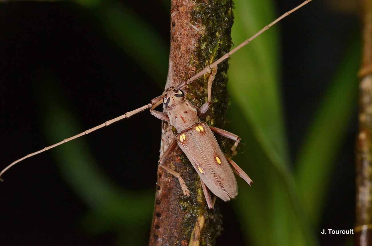 Image of Eburia insulana Gahan 1895