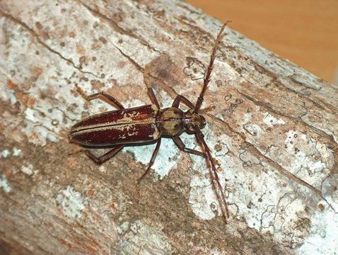 Image of Elaphidion excelsum Gahan 1895