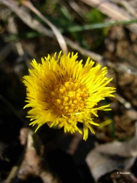 Image of coltsfoot