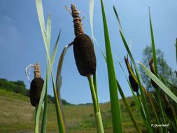 Image of broadleaf cattail