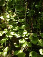 Imagem de Umbilicus rupestris (Salisb.) Dandy