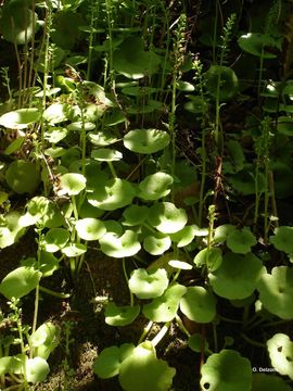 Image of Umbilicus rupestris (Salisb.) Dandy