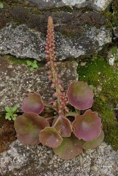 Image of Umbilicus rupestris (Salisb.) Dandy