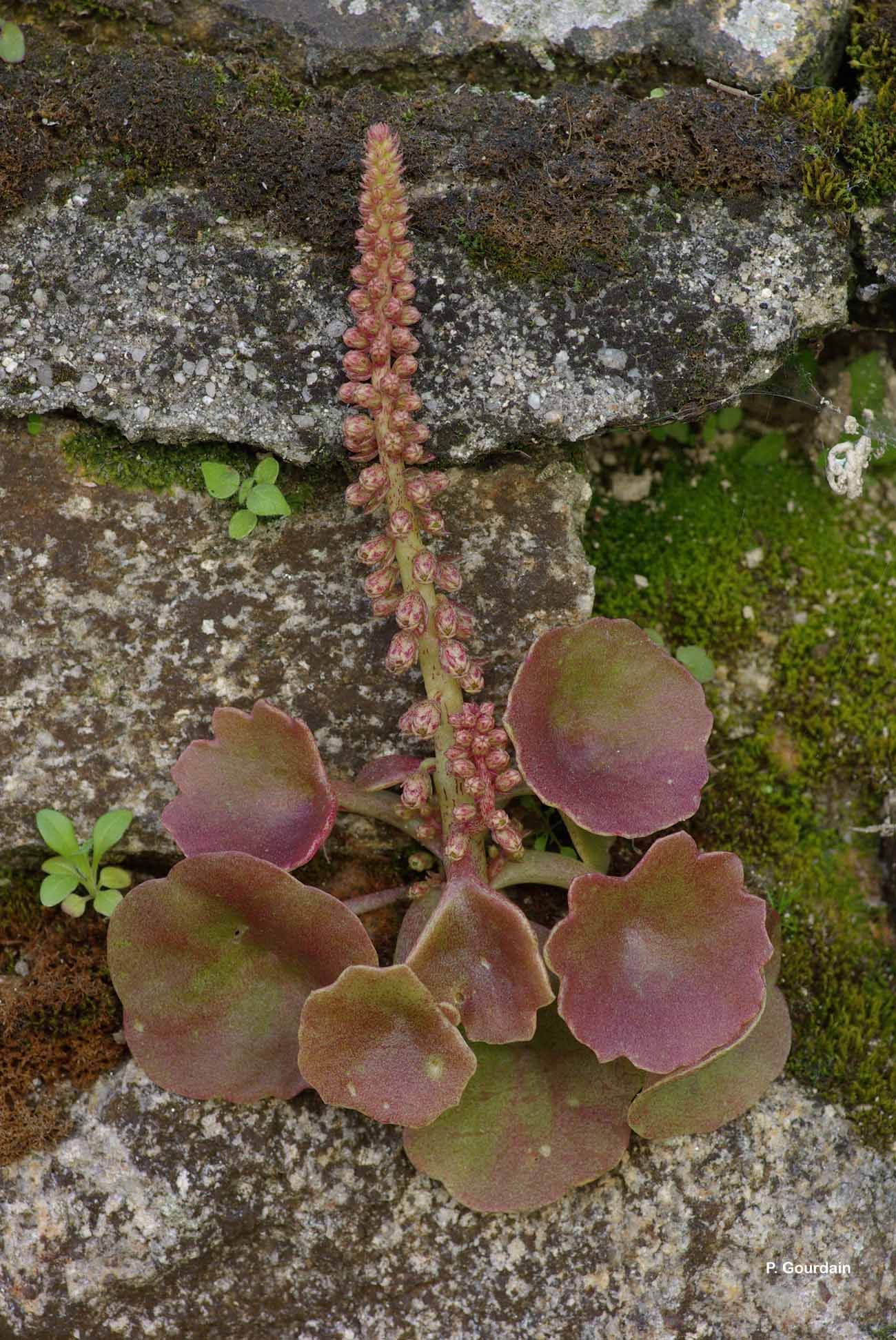 Imagem de Umbilicus rupestris (Salisb.) Dandy