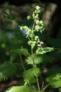 Image of Roman nettle