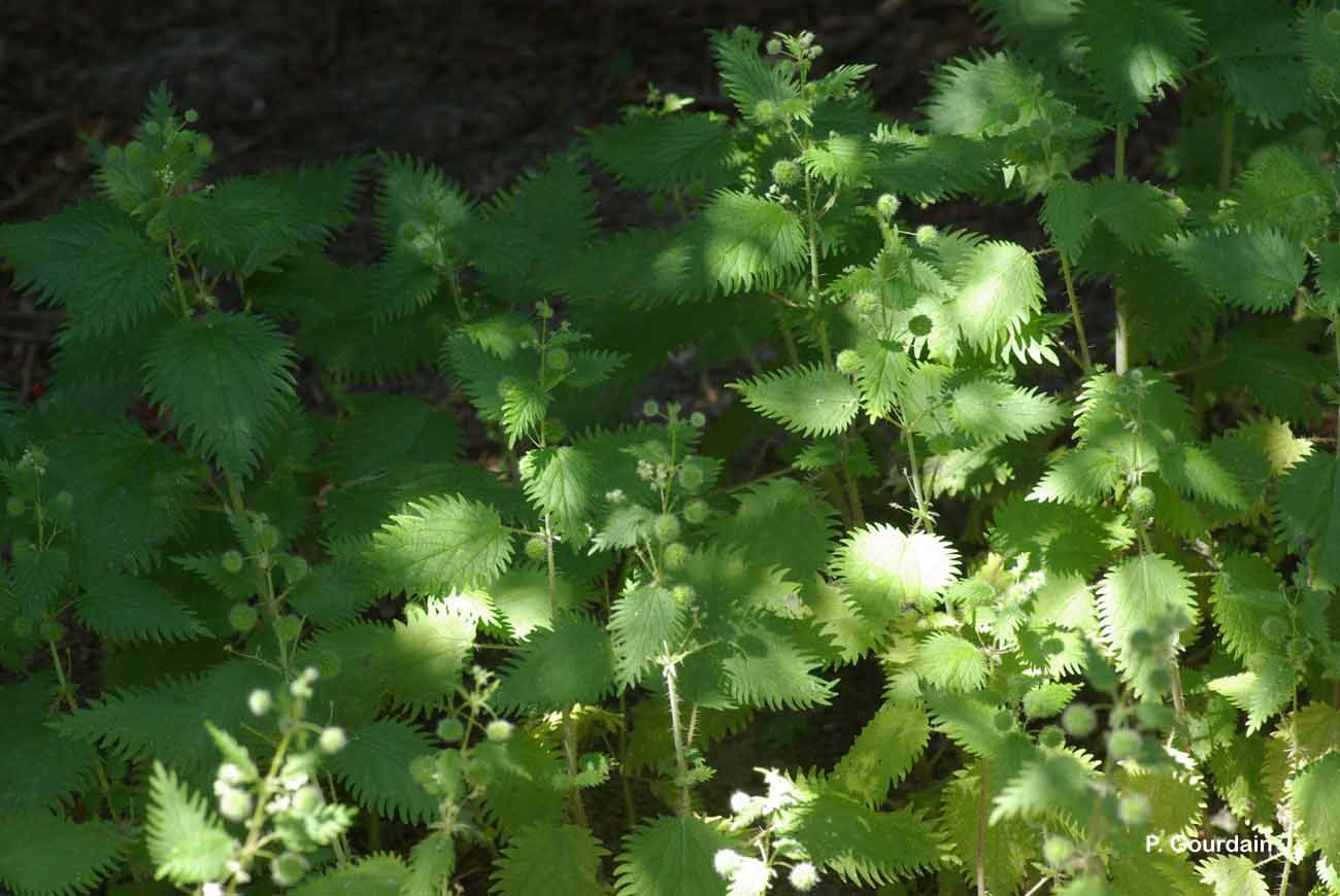 Image of Roman nettle