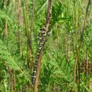 Image of golden-ringed dragonfly